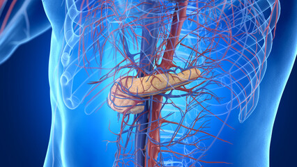 3d rendered illustration of a man's pancreas and cardiovascular system
