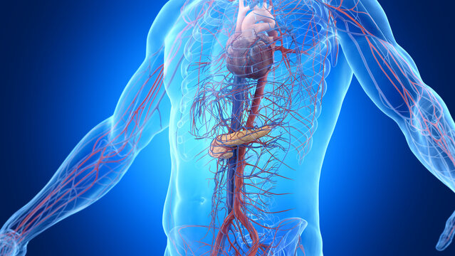 3d rendered illustration of a man's pancreas and cardiovascular system