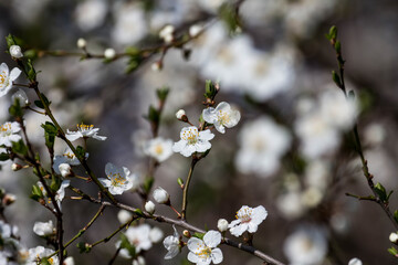 Wonderful flowers in spring. Blossomed fruit.