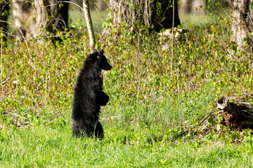Fototapeta na wymiar Black bear standing at Cades Cove Smokey Mountains 