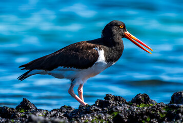 Galapagos Oyster Catcher