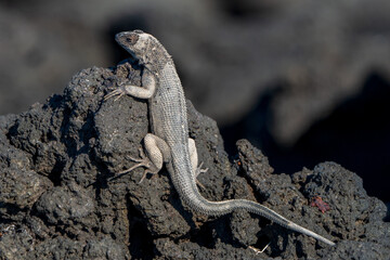 Galapagos Lava Lizard