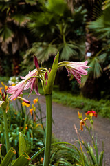 flower in the garden