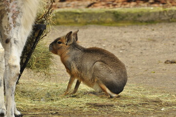 Animals are a traditionally (since the time of Aristotle) distinguished category of organisms, currently considered as a biological kingdom. Animals are the main object of zoology study.