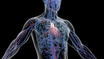 3d illustration of a man's cardiovascular system