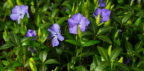 blue periwinkle flowers among green leaves for banner background