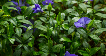 blue periwinkle flowers among green leaves for banner background