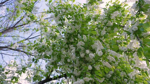 Close up view 4k stock video footage of blooming in spring green bird cherry (bird-cherry) tree with many fluffy white flowers. Blossom of spring. Trees of Ukraine. Natural video background 