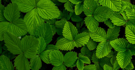Fototapeta na wymiar green leaves of wild strawberries for the background
