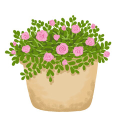 Portulaca grandiflora flowers are blooming in pot, Portulaca oleracea isolated  on white background ' Hand drawn pastel, oil pastel and chalk illustration