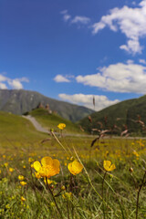 flowers on the mountain