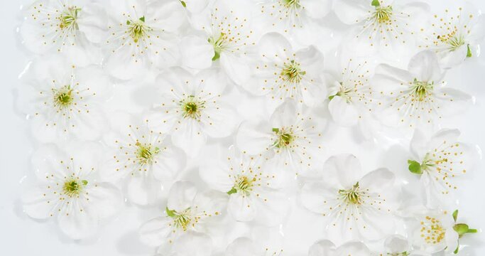 White Cherry Flowers Moves on Water Surface as Nature Background for Cosmetics Industry and Advertising