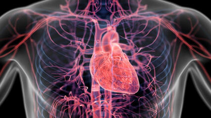 3d illustration of a man's cardiovascular system - 594033124