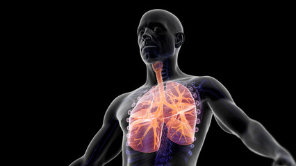 3d illustration of a man's respiratory system