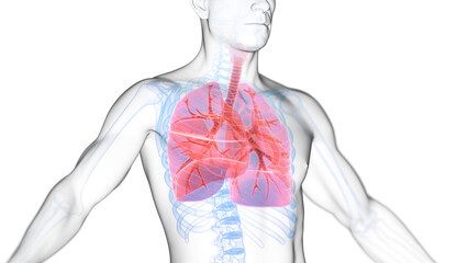 3d illustration of a man's respiratory system