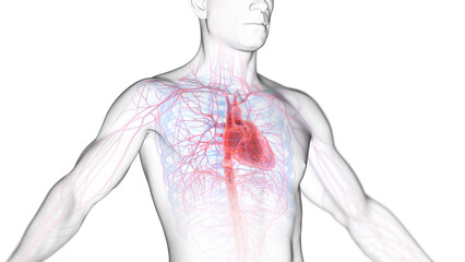 3d illustration of a man's cardiovascular system