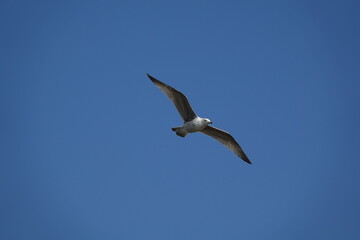 Fototapeta na wymiar immature herring gull (Larus argentatus)