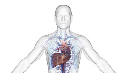 3d illustration of a man's cardiovascular system and liver.