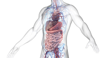 3d illustration of a man's cardiovascular and digestive system - 594034100