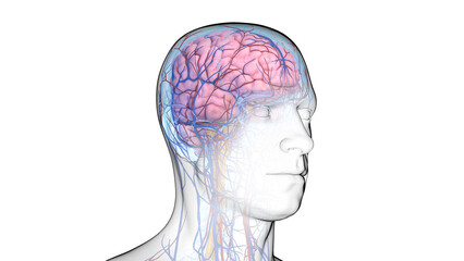 3d illustration of a man's central nervous and cardiovascular system