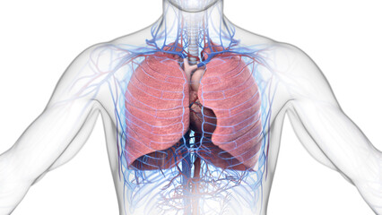 3d illustration of a man's cardiopulmonary system - 594034533
