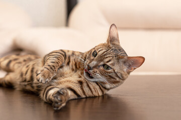 The Bengal cat is a purebred cat. Portrait. Holidays and events. Pets