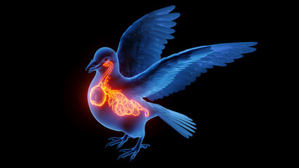 Obraz premium 3d illustration of a pigeon's internal organs
