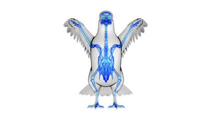 3d illustration of a pigeon's skeletal system