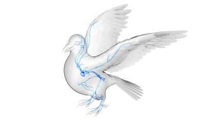 3d illustration of a pigeon's cardiovascular system
