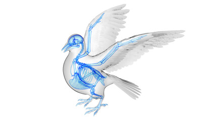 3d illustration of a pigeon's skeletal system