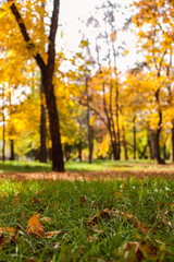 autumn leaves in the park