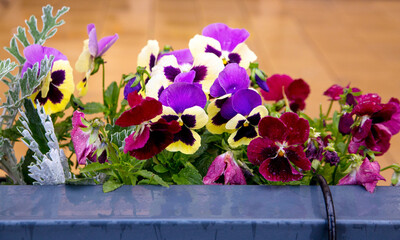 Cute pansies in a box on a summer city street.