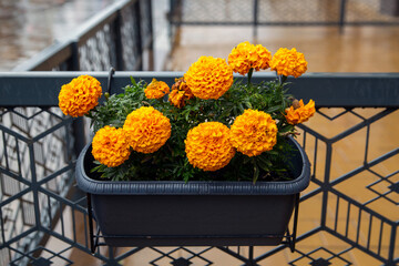 Orange flowers in a box on a summer city street.