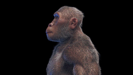 3d illustration of Australopithecus afarensis male