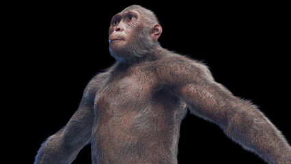 Fototapeta na wymiar 3d illustration of Australopithecus afarensis male