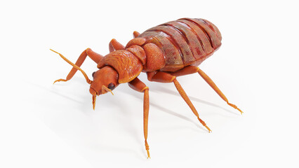 3d illustration of a bedbug