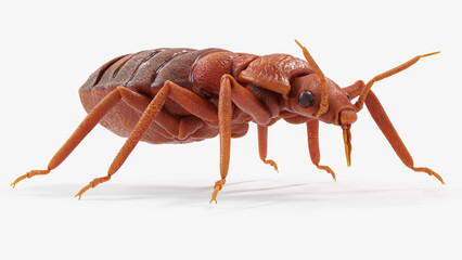 3d illustration of a bedbug
