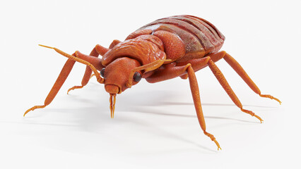 3d illustration of a bedbug
