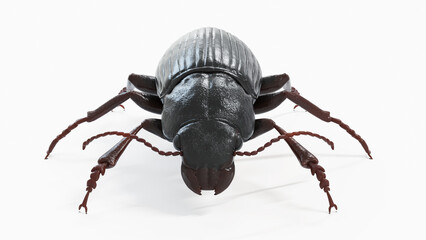 3d illustration of a black beetle