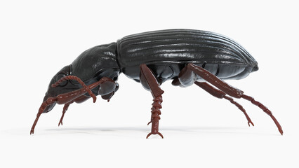3d illustration of a black beetle - obrazy, fototapety, plakaty
