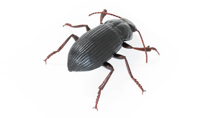 3d illustration of a black beetle