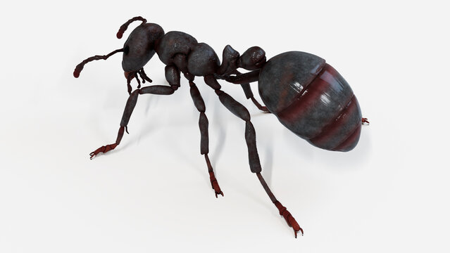 3d illustration of a black ant