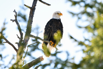 Eagle perched on branch