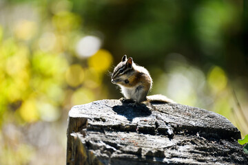 Chipmunk eating on a stump