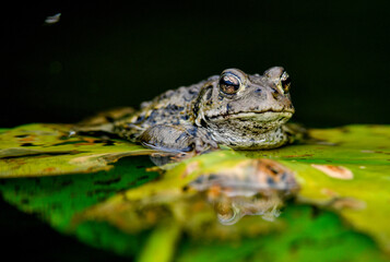 Toad on lilypad