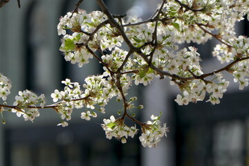 blühender Baum im Frühling