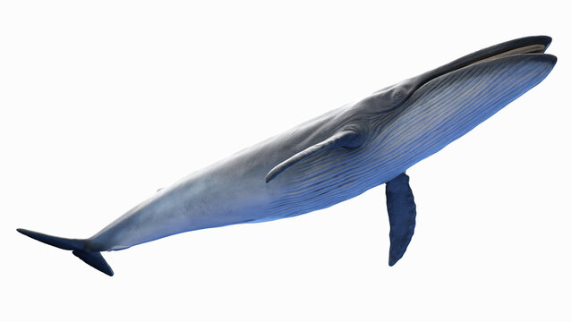 3d illustration of a blue whale