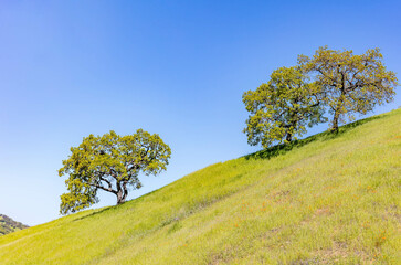 Beautiful landscape photos in the spring in California. With lush green hills, Green shrubs and trees, beautiful purple and orange flowers with a blue sky that has room for text.