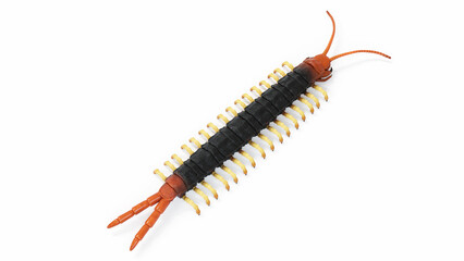 3d illustration of a centipede