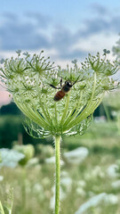 Bee on Queen Anne's Lace plant